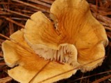 Cystoderma amianthinum image