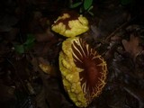 Boletus subtomentosus image
