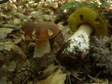 Boletus edulis f. quercicola image