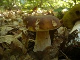 Boletus edulis f. quercicola image