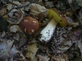Boletus edulis f. quercicola image