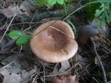 Lactarius quietus image