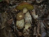 Leccinellum crocipodium image