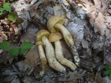 Leccinellum crocipodium image