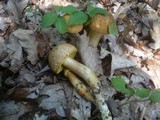 Leccinellum crocipodium image