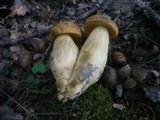 Leccinellum crocipodium image