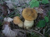 Leccinellum crocipodium image