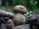 Leccinum duriusculum image