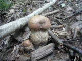 Leccinum duriusculum image