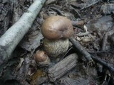 Leccinum duriusculum image