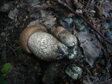 Leccinum duriusculum image
