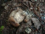 Leccinum duriusculum image