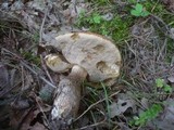 Leccinum aurantiacum image