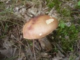 Leccinum aurantiacum image