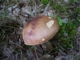 Leccinum aurantiacum image