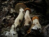 Leccinum aurantiacum image