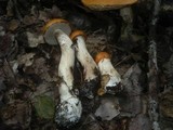 Leccinum aurantiacum image