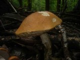 Leccinum aurantiacum image