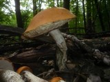 Leccinum aurantiacum image