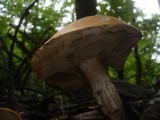 Leccinum aurantiacum image