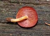 Callistosporium purpureomarginatum image