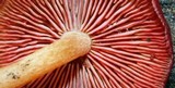 Callistosporium purpureomarginatum image