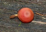 Callistosporium purpureomarginatum image