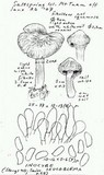 Inocybe leucoblema image