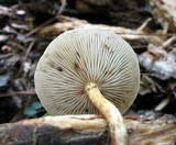 Pholiota velaglutinosa image