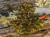 Tuckermanopsis ciliaris image