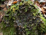 Peltigera neopolydactyla image