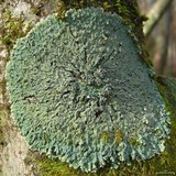 Pyxine sorediata image