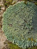 Pyxine sorediata image