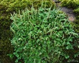 Cladonia ochrochlora image