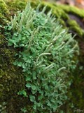 Cladonia ochrochlora image