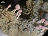 Dibaeis baeomyces image