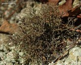 Cladonia furcata image