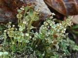 Cladonia verticillata image