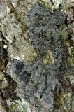 Fuscopannaria leucosticta image