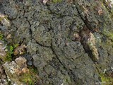 Fuscopannaria leucosticta image