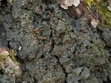 Fuscopannaria leucosticta image