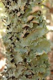Cetrelia chicitae image