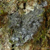 Pannaria tavaresii image