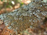 Image of Parmelinopsis horrescens