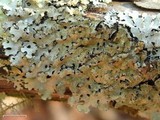 Parmelinopsis horrescens image