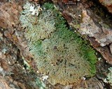 Anaptychia palmulata image
