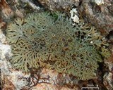 Anaptychia palmulata image