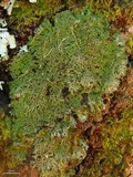 Anaptychia palmulata image