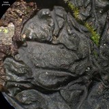 Collema subflaccidum image