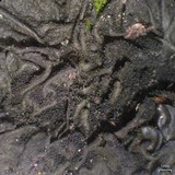 Collema subflaccidum image